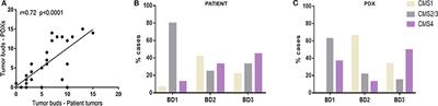 Association of Tumor Budding With Immune Evasion Pathways in Primary Colorectal Cancer and Patient-Derived Xenografts